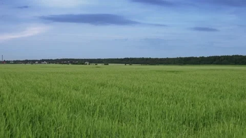 Flight over the fields in the suburbs of St. Petersburg 11 Stock Footage 136062234