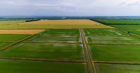 Flight over fields of wheat and rice Stock Footage 76951636