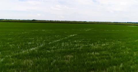 Flight over fields of wheat and rice Stock Footage 76956407