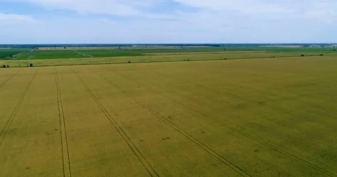Flight over fields of wheat and rice 스톡 동영상 76960276
