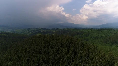 Flight over a fir tree 스톡 동영상 90675774