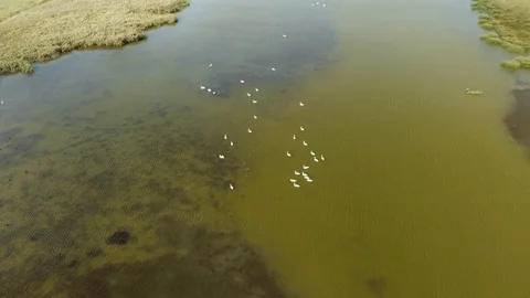 Flight Over a Flock of Swans Stock Footage 97634032