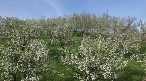 Flight over floral orchards Stock Footage 64205101