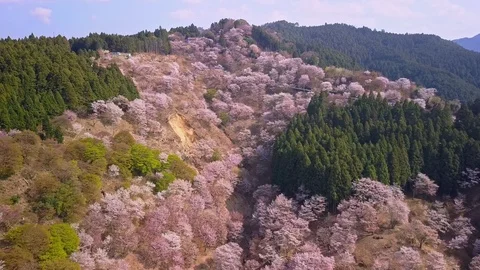 Flight over flowered forest in Japan Stock Footage 92386555