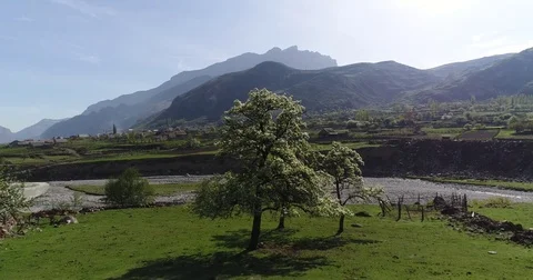 Flight over a flowering tree Stock Footage 75492648