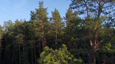 Flight over a forest. Aerial view. Stock Footage 76089253