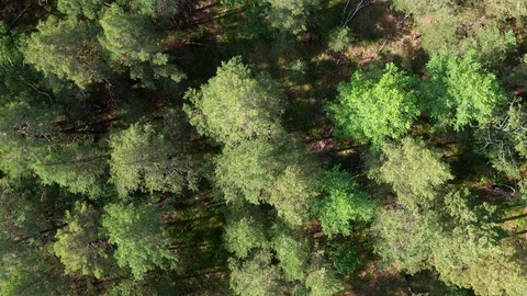 Flight over the forest and glades on a sunny day. 스톡 동영상 116600513