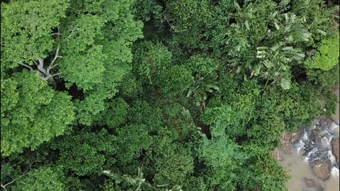 Flight over forest and waterfall in Mauritius Stock Footage 113476513