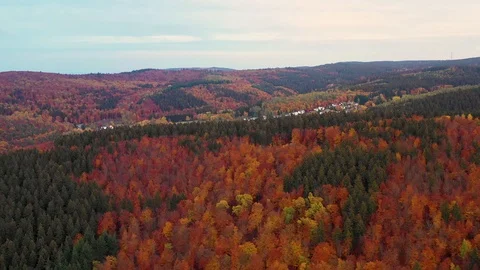 Flight over Forest in Autumn Stock Footage 116663860