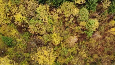 Flight over the forest in autumn with green pines and yellow birches Stock Footage 118665387