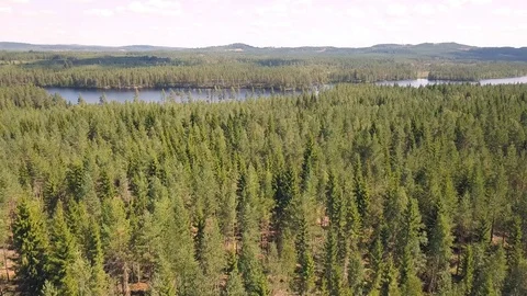 Flight over a forest with a beautiful view of a lake Video stock 95249189