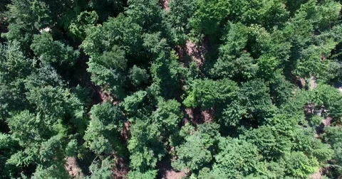 Flight over a forest of beech trees Stock Footage 52064320
