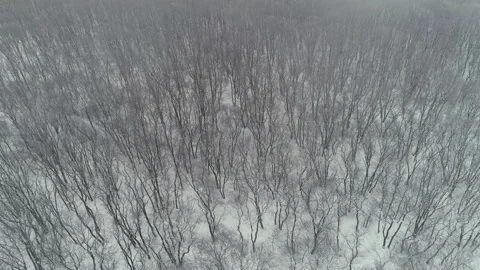 Flight over the forest belt on a gloomy frosty day Stock Footage 153453893