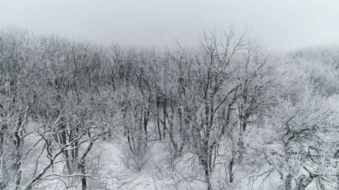 Flight over the forest on a cloudy day Stock Footage 153450254
