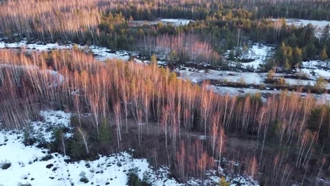 Flight over the forest in the cold. Stock Footage 221273077