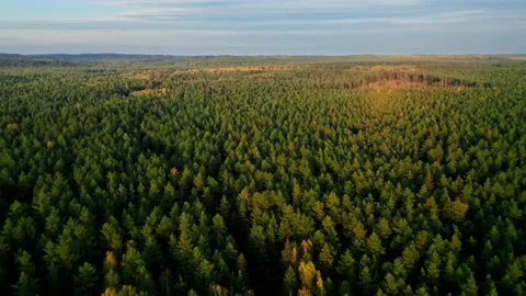Flight over the forest. A drone flies over a large forest in the evening. Wild Stock Footage 170183887