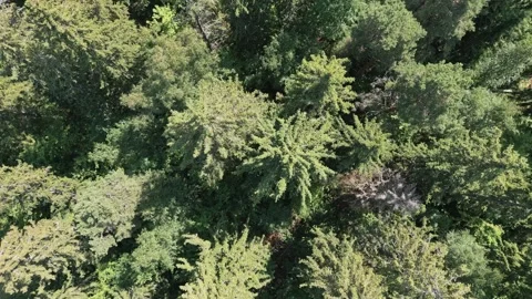 Flight Over Forest With A Drone Stock Footage 201621464