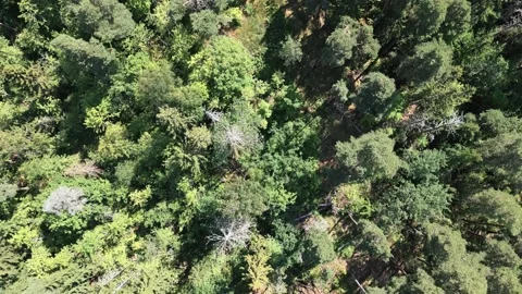 Flight Over Forest With A Drone Stock Footage 201621569
