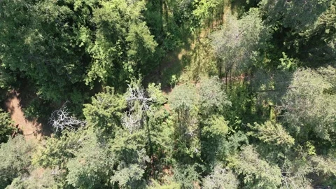 Flight Over Forest With A Drone Stock Footage 201621570