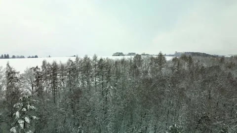 Flight over the forest to the field Stock Footage 231262498