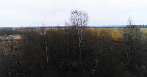 Flight over the forest to the fields Video stock 169417801