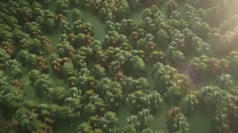 Flight Over Forest 스톡 동영상 18942679