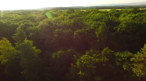 Flight over forest Stock Footage 52377271