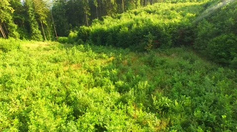 Flight over forest Stock Footage 52377848