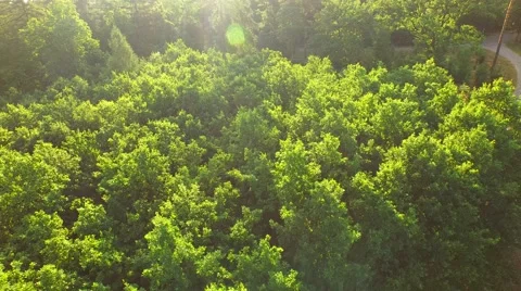 Flight over forest Stock Footage 52378036