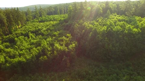 Flight over forest Stock Footage 52378339