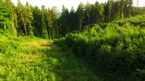 Flight over forest Stock Footage 52378413