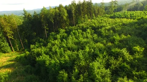 Flight over forest Stock Footage 52378448