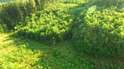 Flight over forest Stock Footage 52378640