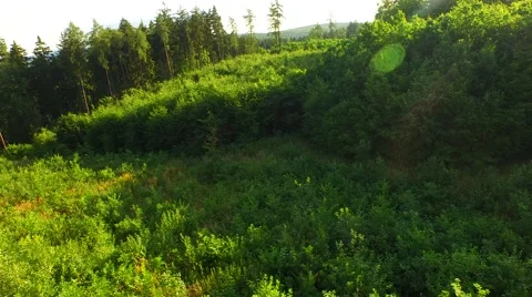 Flight over forest Stock Footage 52378723