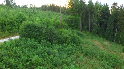 Flight over forest Stock Footage 52450289