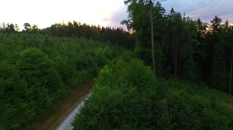 Flight over forest Stock Footage 52450653