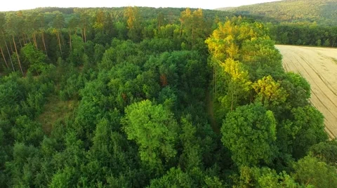 Flight over forest Stock Footage 52526363