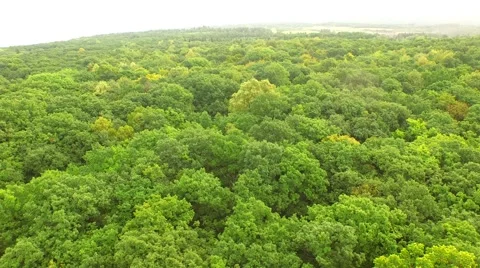 Flight over forest Stock Footage 52687296
