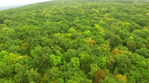 Flight over forest Stock Footage 52687484