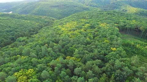 Flight over forest Stock Footage 52690244