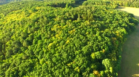 Flight over forest Stock Footage 52691307