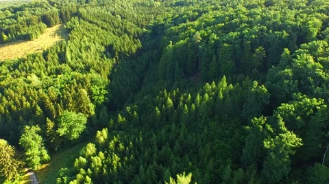 Flight over forest Stock Footage 52691783