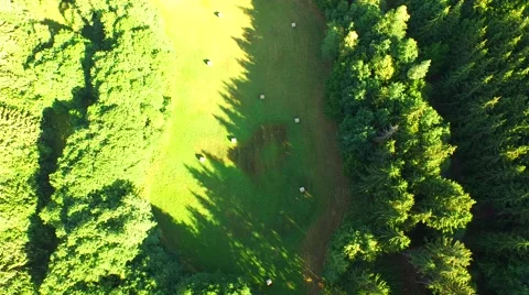 Flight over forest Stock Footage 52692024