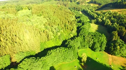 Flight over forest Stock Footage 52692236