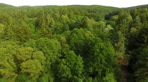 Flight over forest Stock Footage 52924864