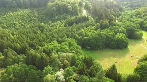 Flight over forest Stock Footage 52924884