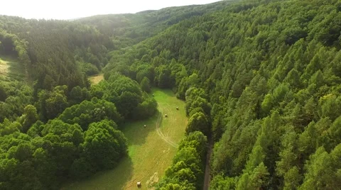 Flight over forest Stock Footage 52925155