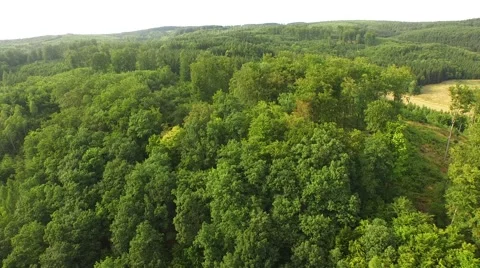 Flight over forest Stock Footage 52925315