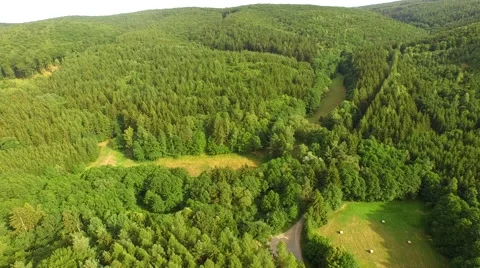 Flight over forest Stock Footage 52925451