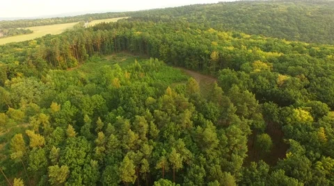Flight over forest Stock Footage 53304829